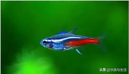 如何让灯科鱼成群游,好养群游的灯科鱼