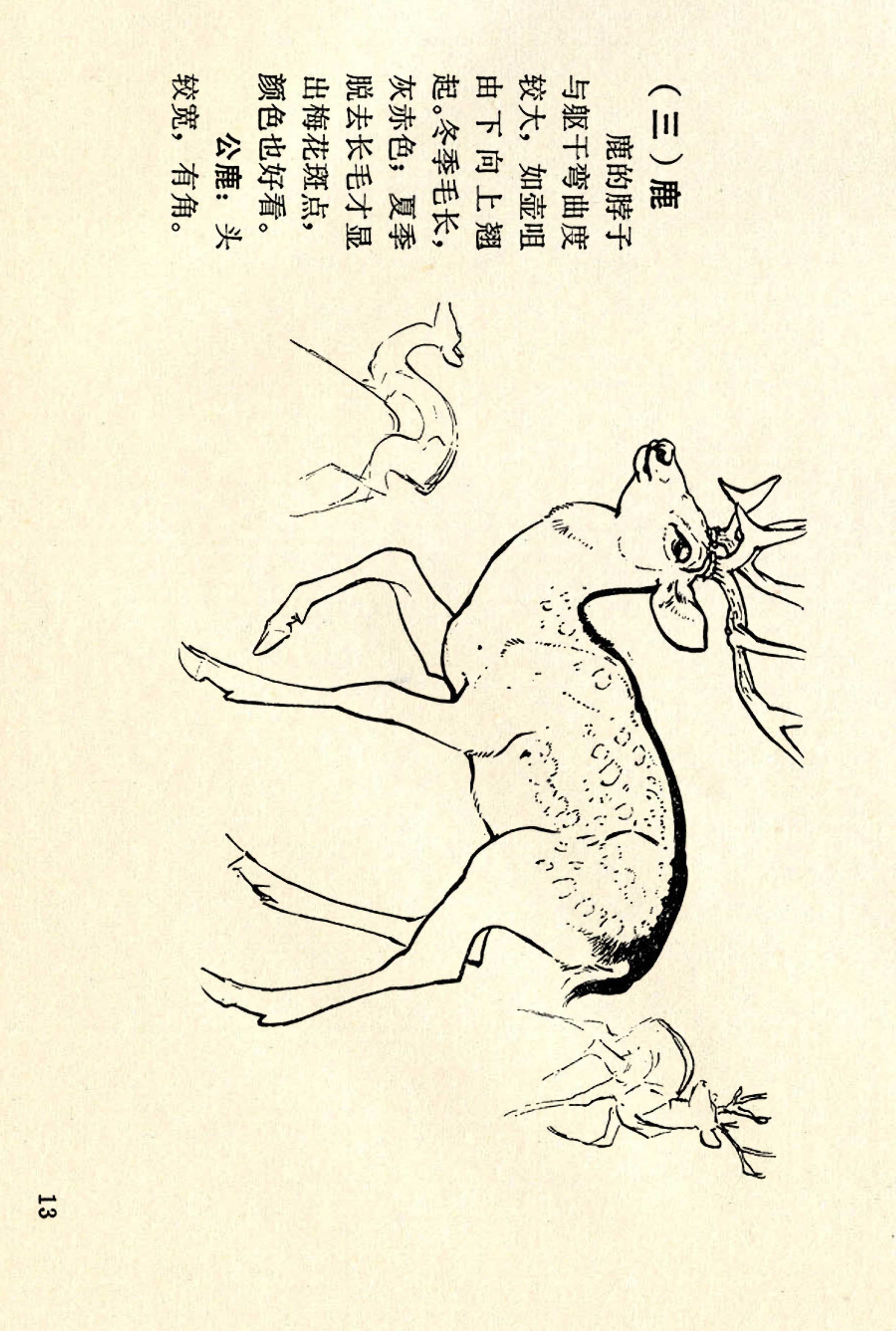 刘继卣画的学习方法,刘继卣动物插画