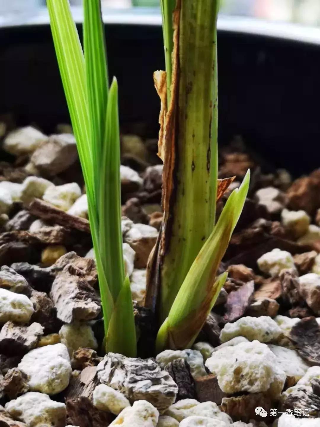 如何区分兰花新芽和花芽,兰花辨别选草经验谈