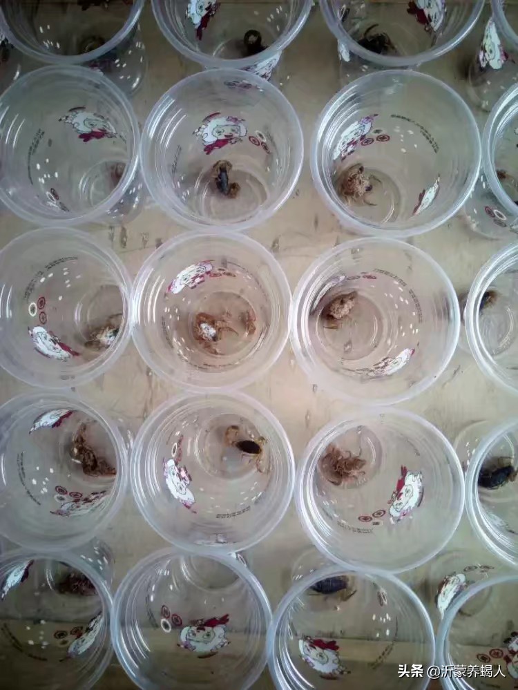 蝎子养殖都是是*局骗**吗？养蝎子能赚钱吗？养殖蝎子效益到底如何？