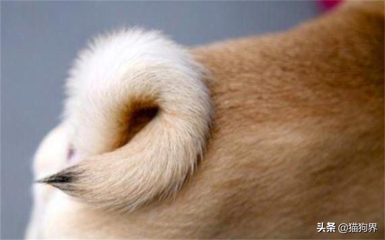 狗狗为什么会弓背夹尾巴,狗狗老是夹尾巴什么原因