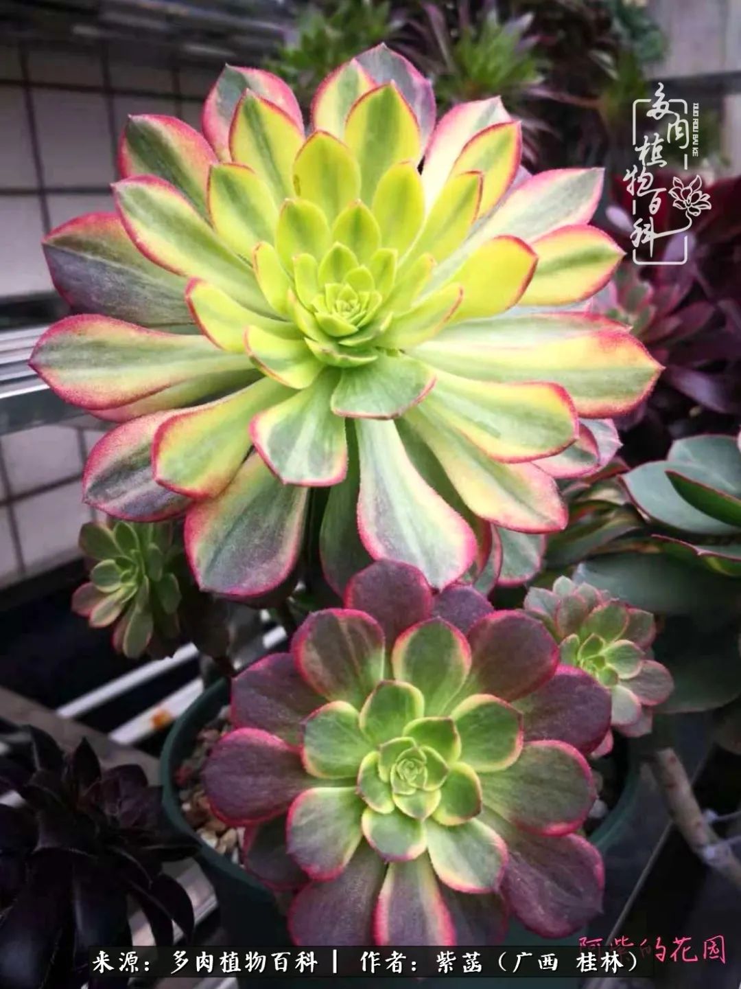 如何在夏天买的多肉度夏,多肉度夏好帮手