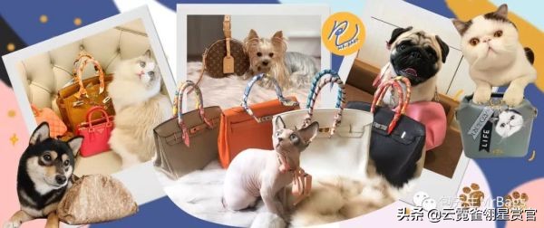 非常好看的宠物包,大家的包都带什么玩偶