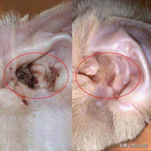 法斗洗澡的正确方法不臭,法斗洗澡臭怎么办