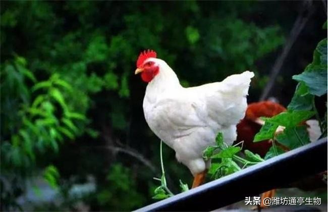 白羽肉鸡禽病防治及饲养管理培训,白羽肉食鸡的病症