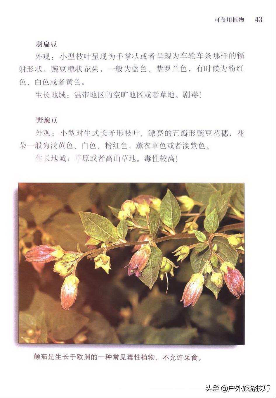 实用野外植物手册推荐,野外有毒植物盘点