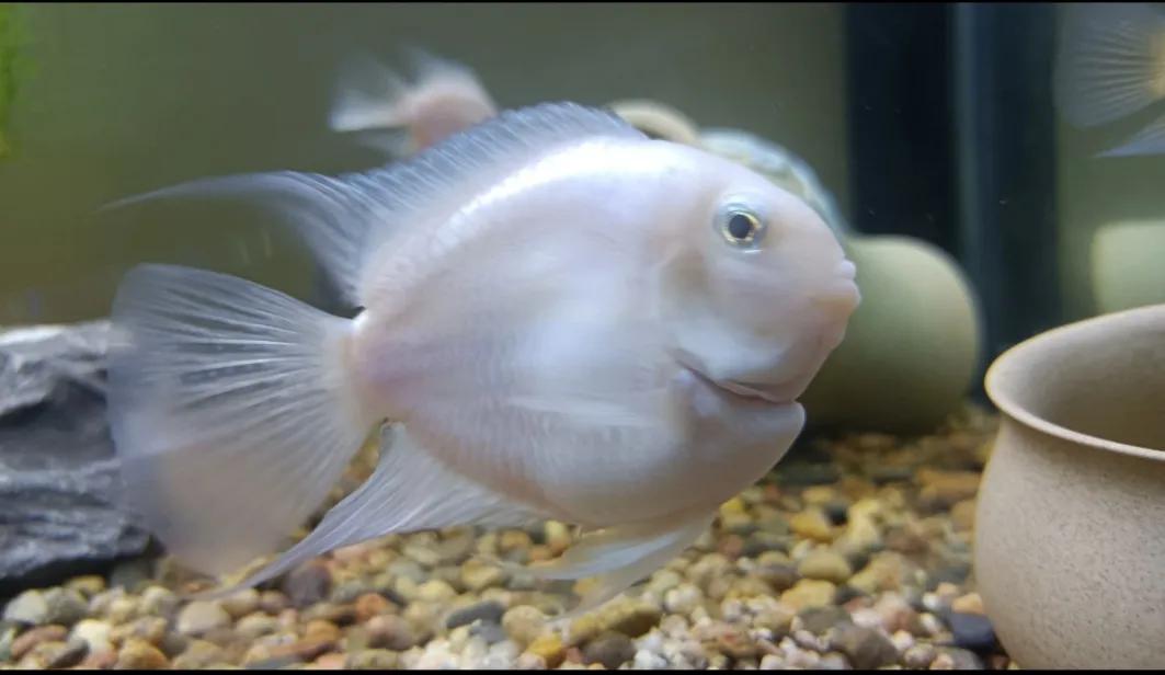 鹦鹉鱼可以跟迷你鹦鹉鱼一起养吗,迷你鹦鹉鱼和鹦鹉鱼能混合吗