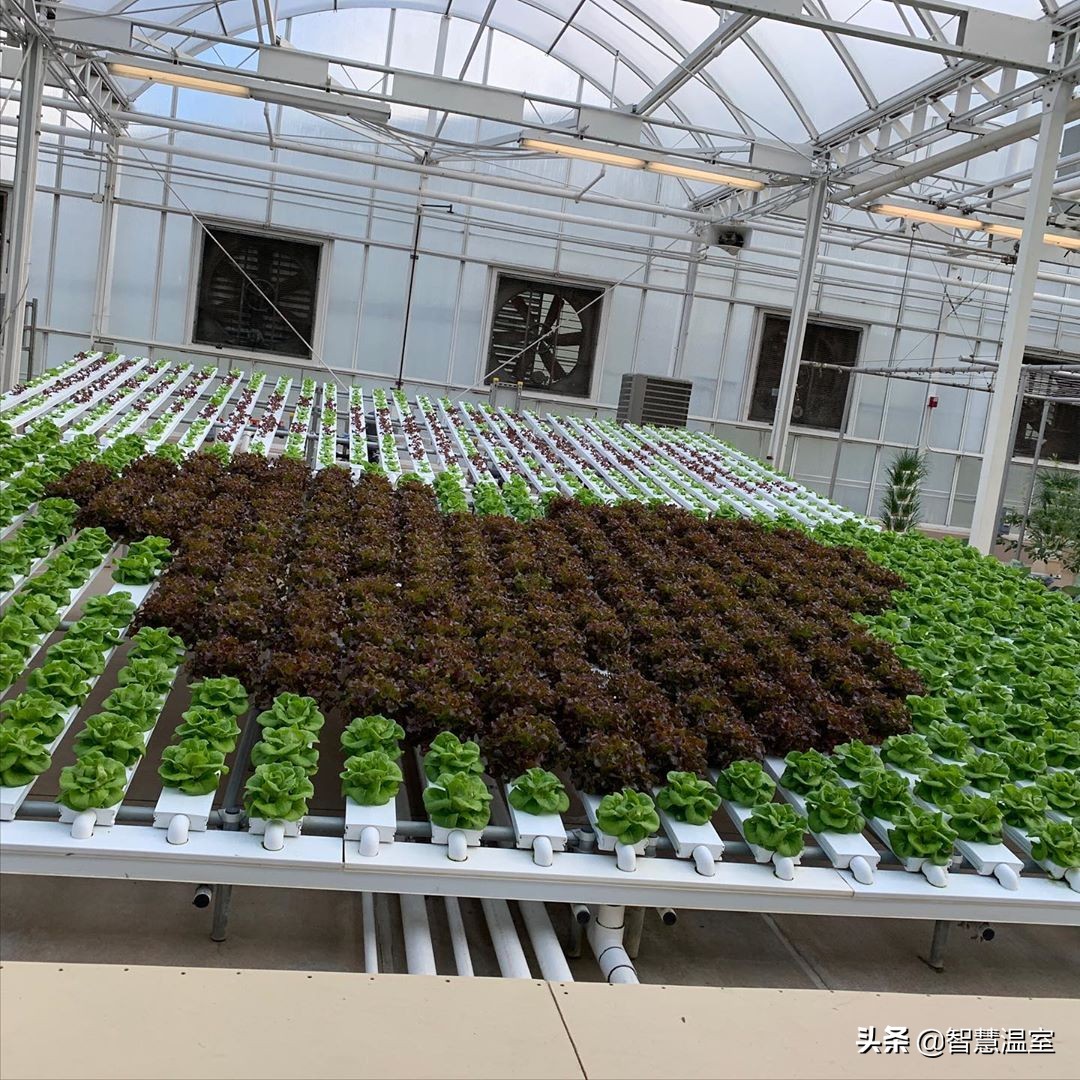 大棚种植致富项目,农业大棚种植创业项目推荐2020