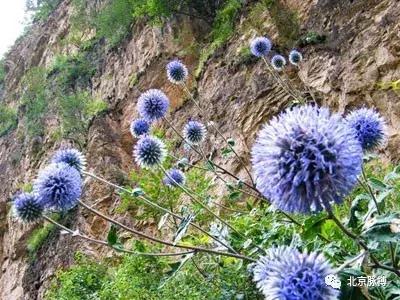 北京国家森林公园风景,画说北京故事