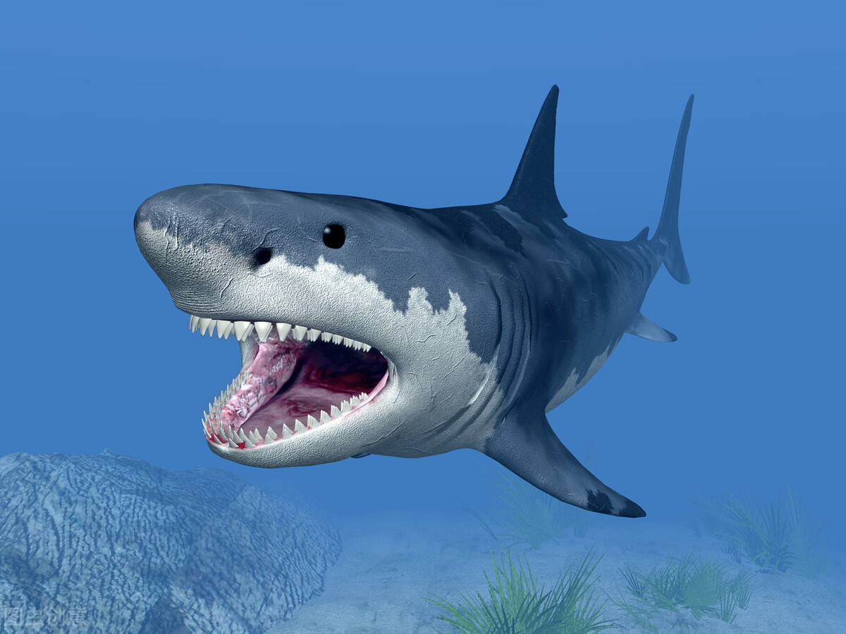 母鲨同居十年意外生崽,两只母鲨同居10年