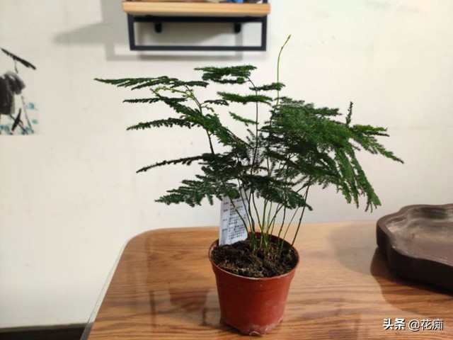 菖蒲竹子石头组合盆景,文竹菖蒲假山盆景图片大全