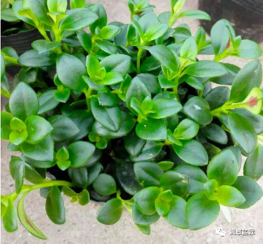 金鱼吊兰不开花教你几招花开满盆,金鱼吊兰用矮盆还是高盆合适