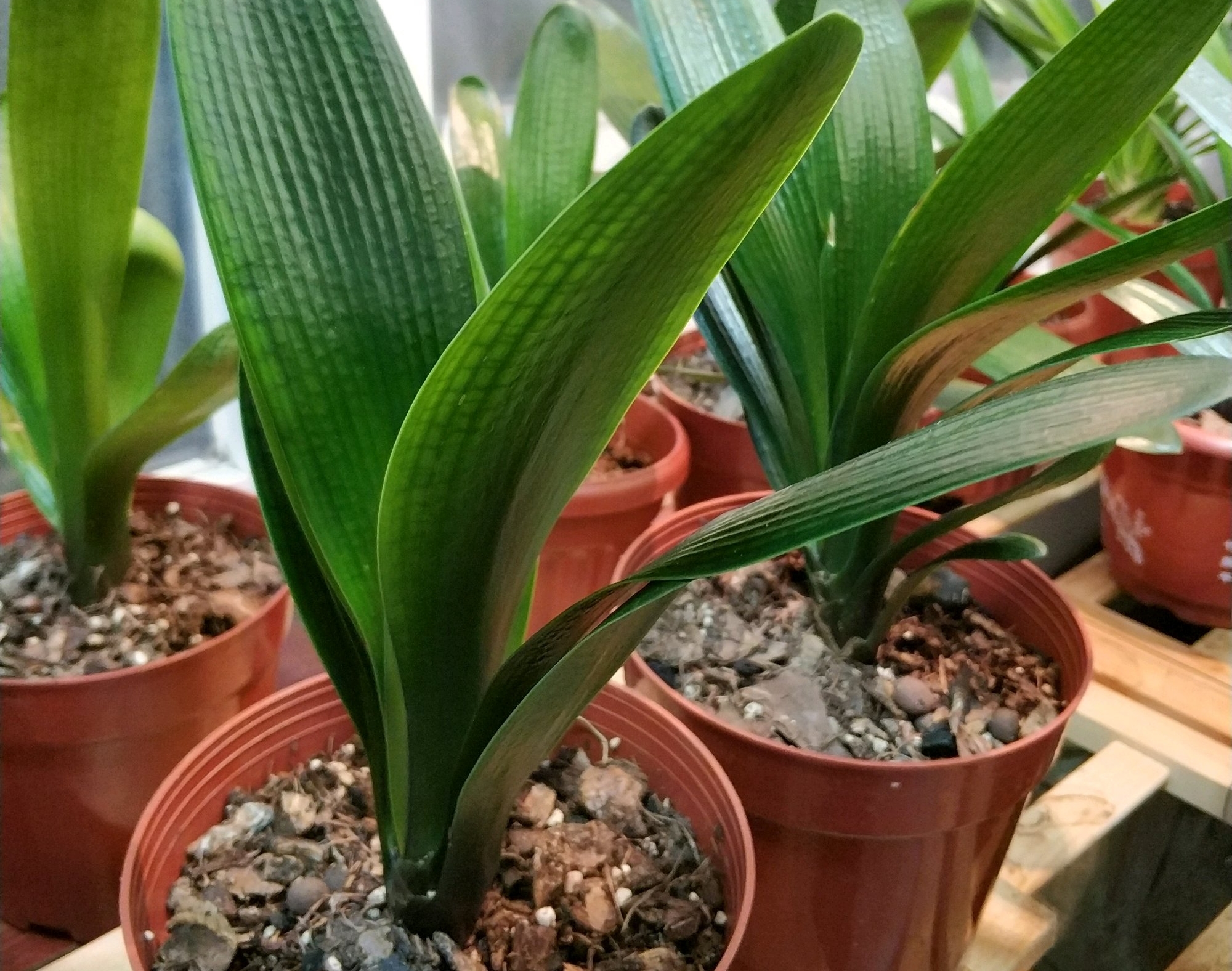 君子兰换盆后僵苗如何处理,僵苗君子兰怎么处理才能快速生长