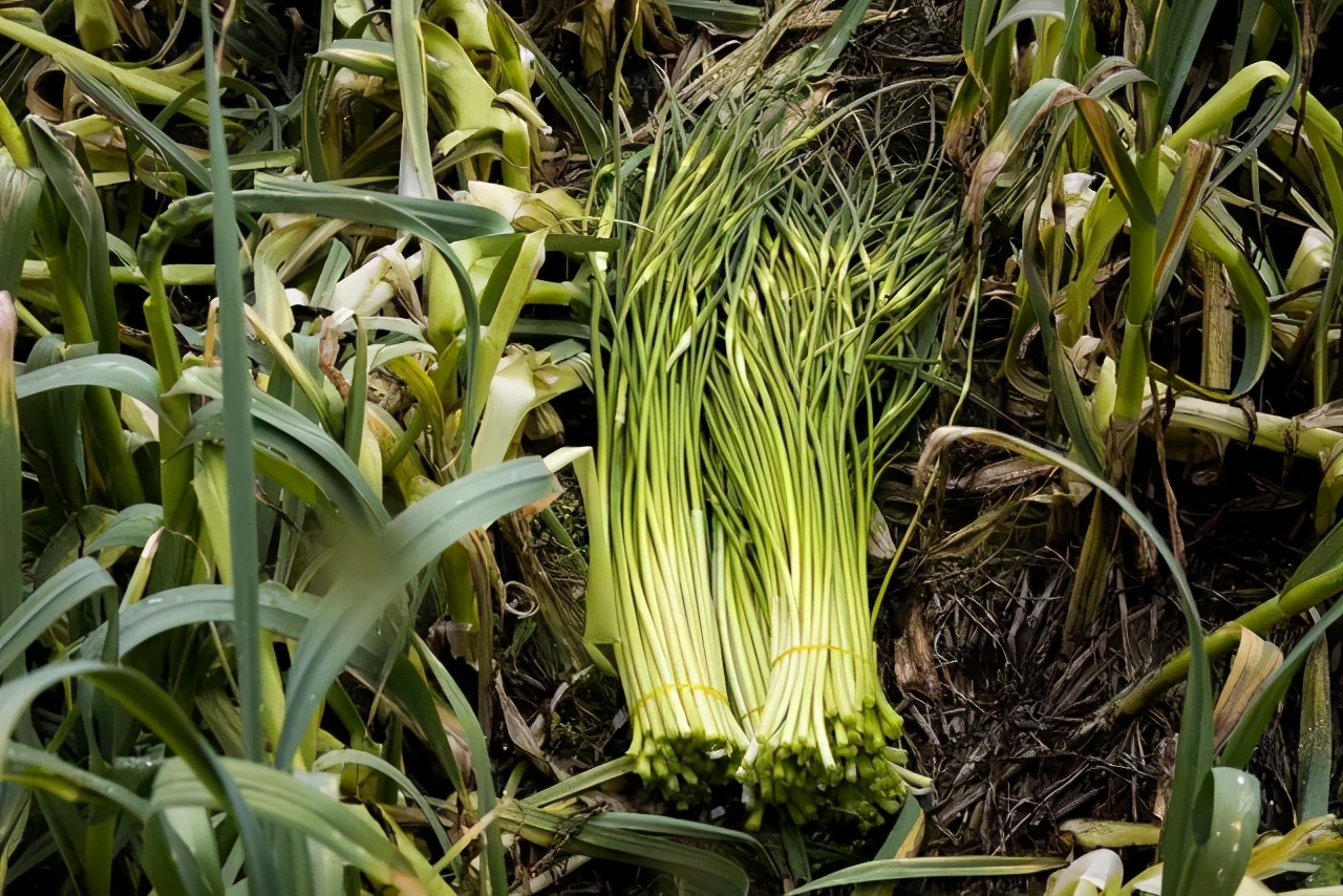 鍐滄潙钂滆柟鐐掕倝,鍐滃钂滆柟鐐掕倝