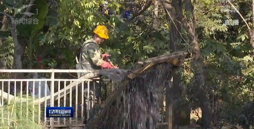 滇池昆明湖,昆明滇池的鱼现在怎么样了
