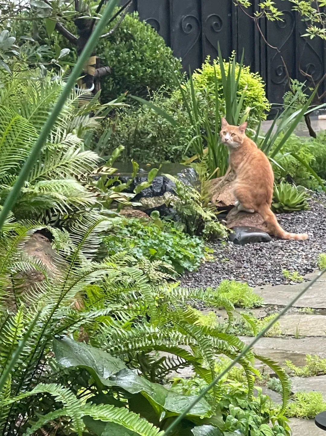 住在上海闹市400平的房子里，花开不败，开窗见池塘，太羡慕了