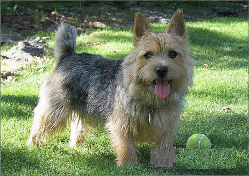 狗狗买什么品种最合适,怎么给狗狗选择宠物狗品种