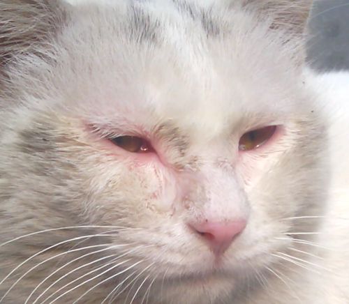 养了三年的猫最近患过敏性结膜炎,猫结膜炎的最佳治疗方法