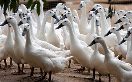 白鹭鸭中国哪里有,我国优秀鸭种