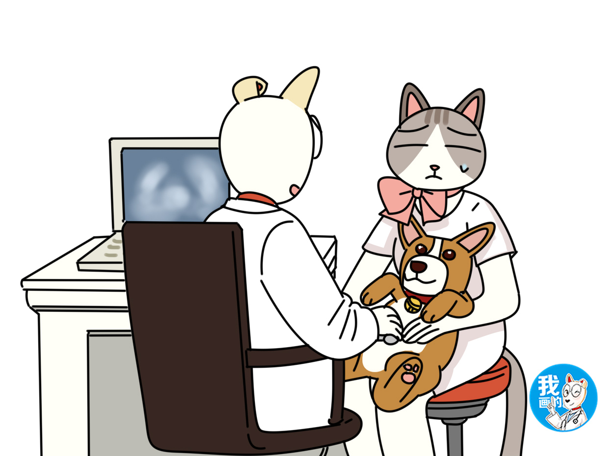 剖腹产影响狗的寿命吗,剖腹产对宠物医生来说简单吗