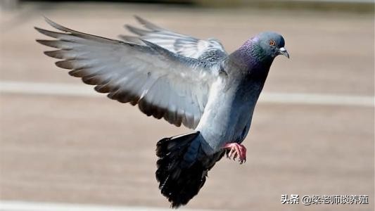 养鸽养肠道,养鸽要什么饲料