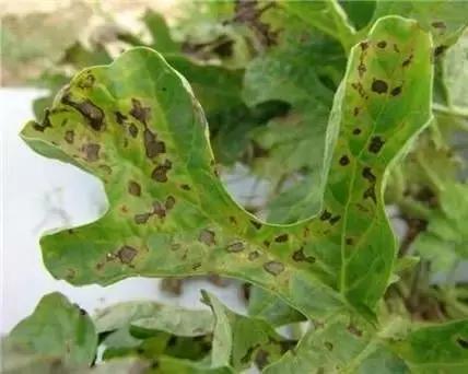 瓜类病害治疗药,瓜类主要病害有哪五条