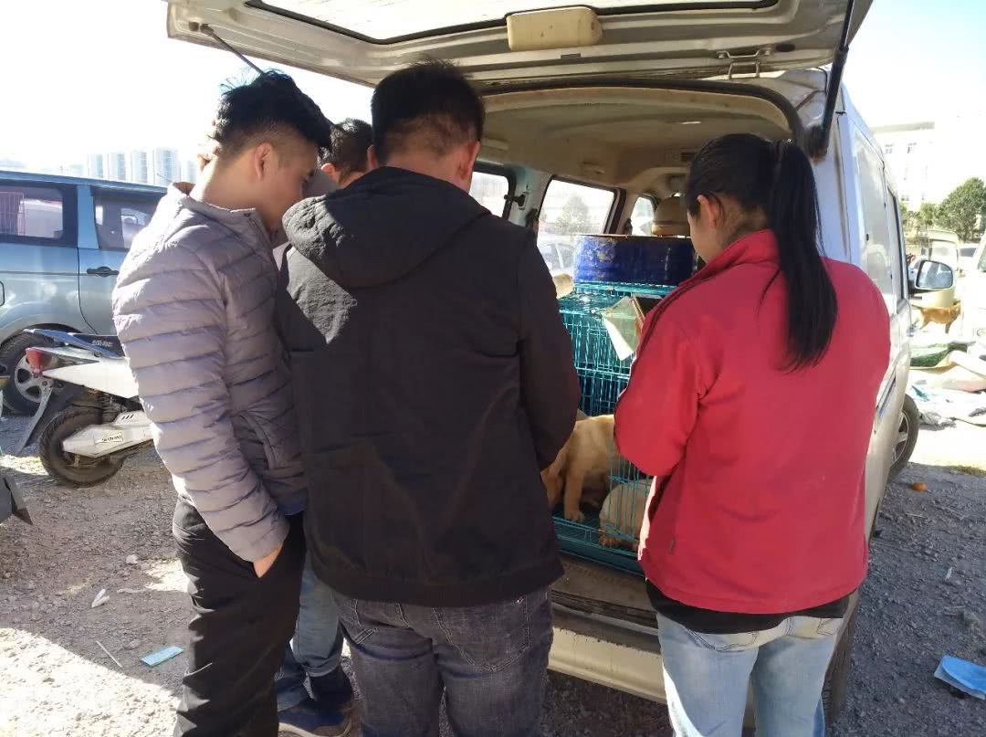 狗市多少钱一只拉布拉多,拉布拉多在狗市卖多少钱一只