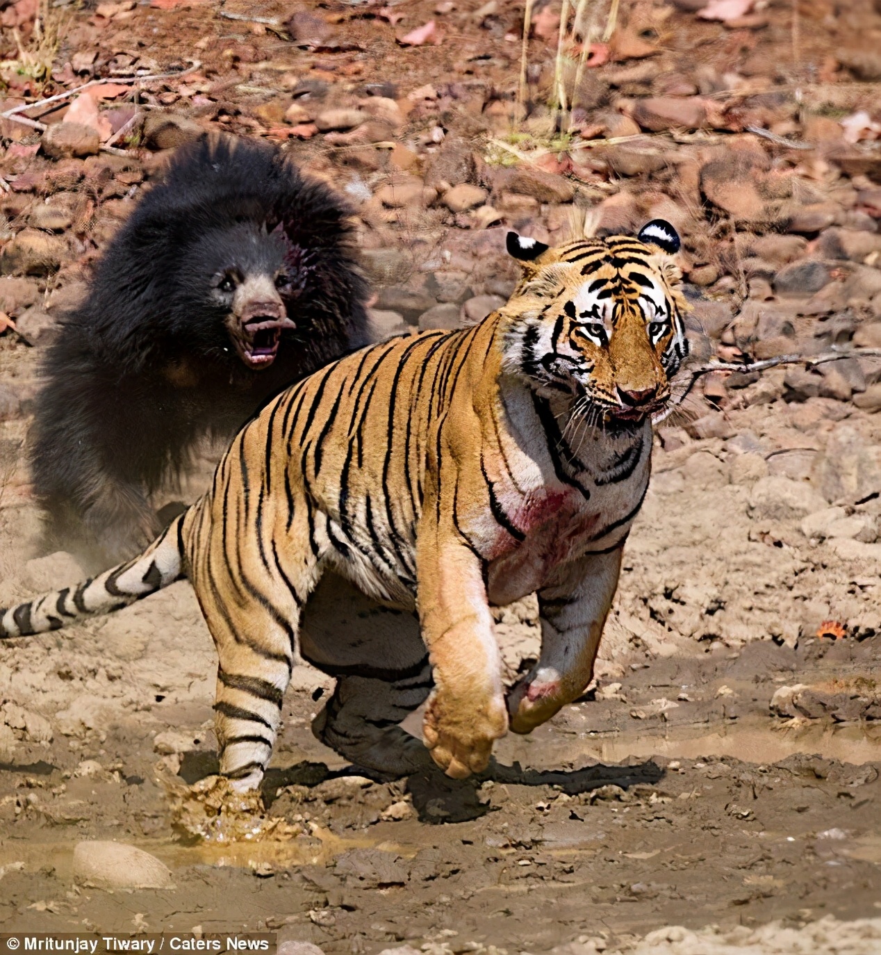 懒熊体型和老虎哪个好,懒熊可以打败老虎吗