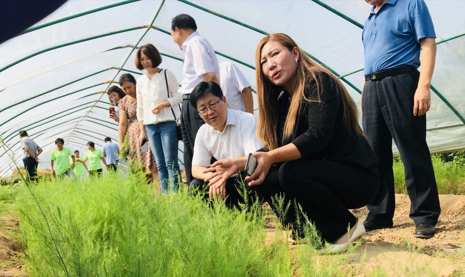 亩产万元,情暖百姓!——看鹤壁最美芦笋姐刘海燕如何带村民致富