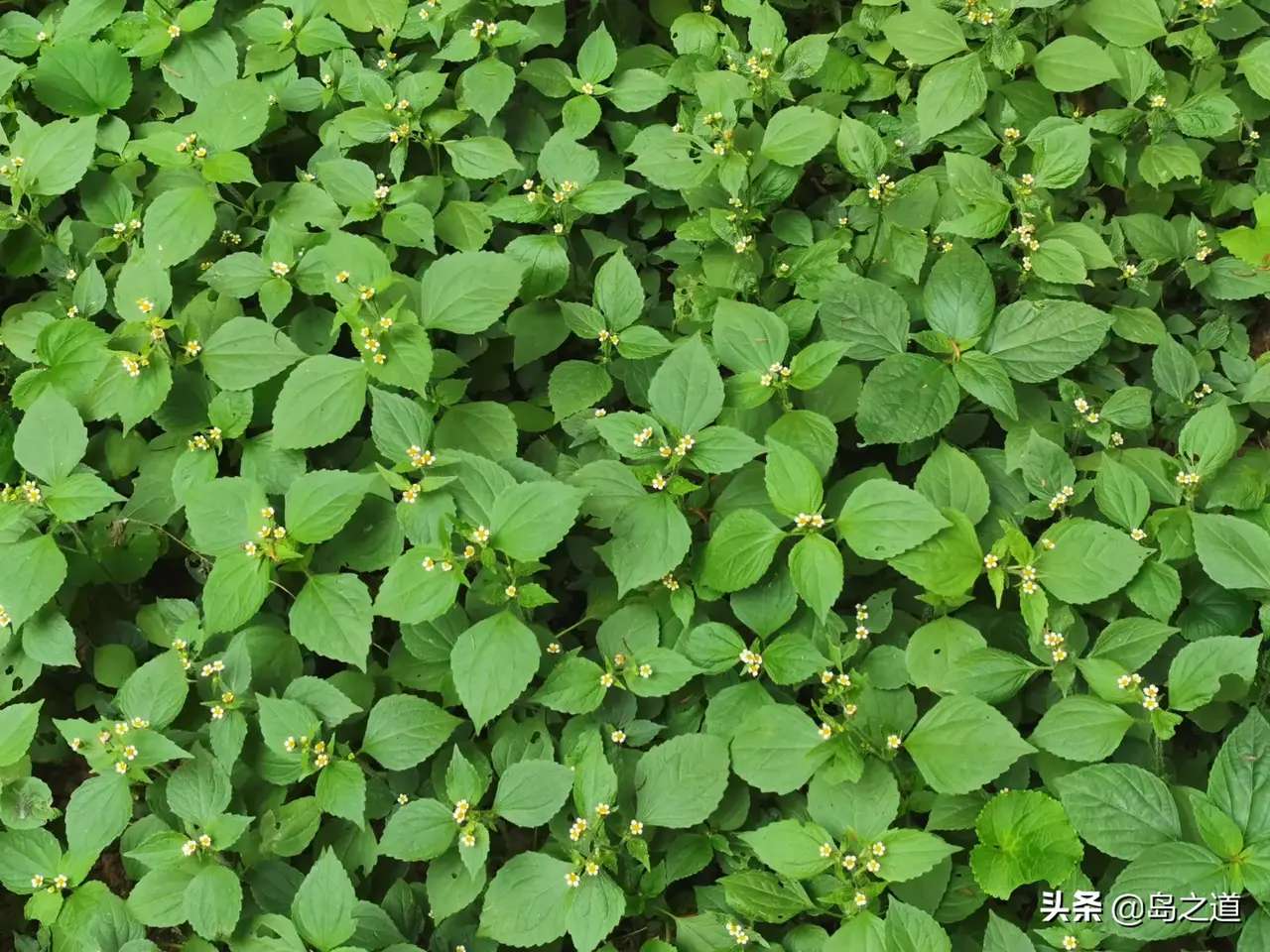 含12生肖的植物名,用十二生肖组成的植物名