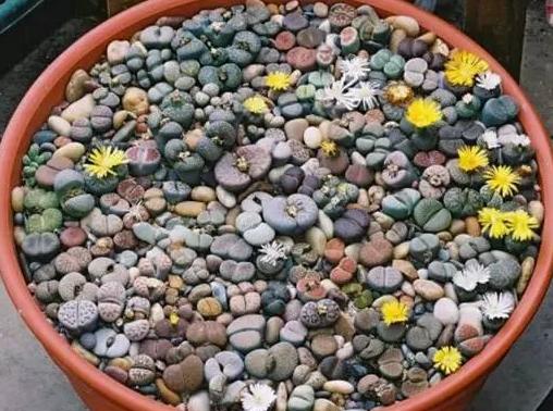 多肉生石花怎么移栽,生石花最好养的多肉