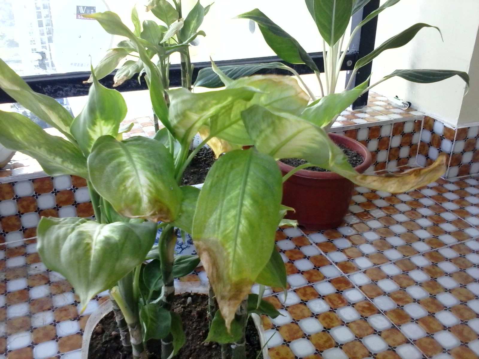 万年青养护的正确方法,万年青怎么护理