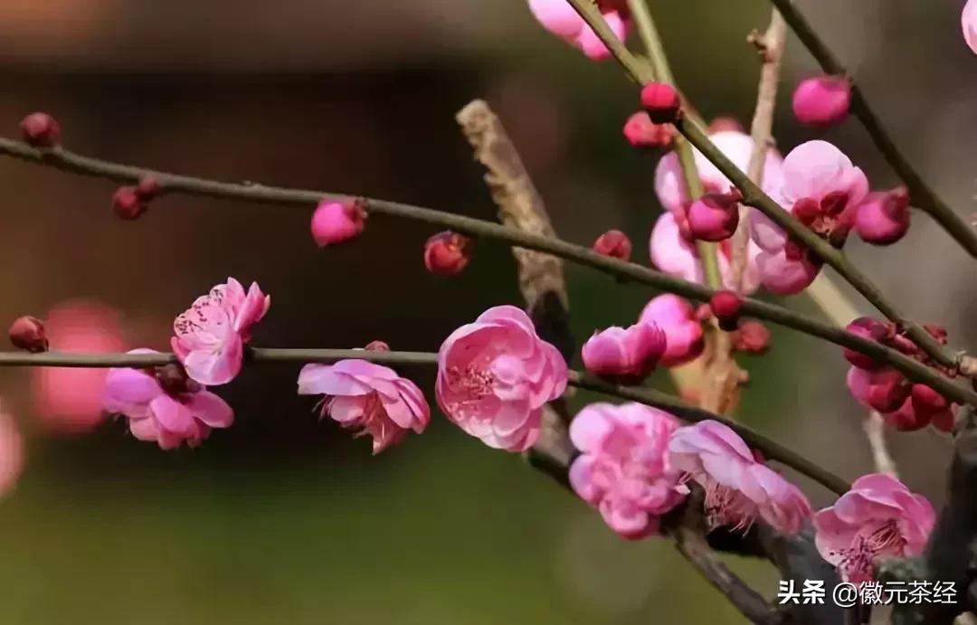 踏雪寻梅腊梅,踏雪寻梅红梅傲雪