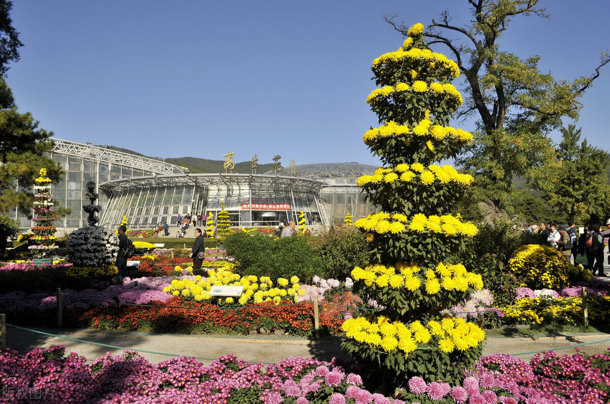 重阳节赏菊花的介绍,赏菊打卡好去处