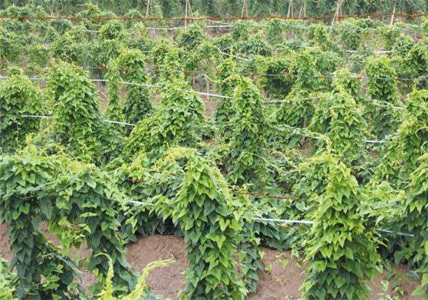 山药高产栽培技术,山药的栽培要点