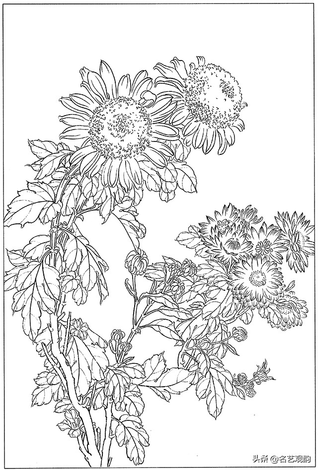 工笔画白描花卉图片大全,工笔画线描花卉菊花