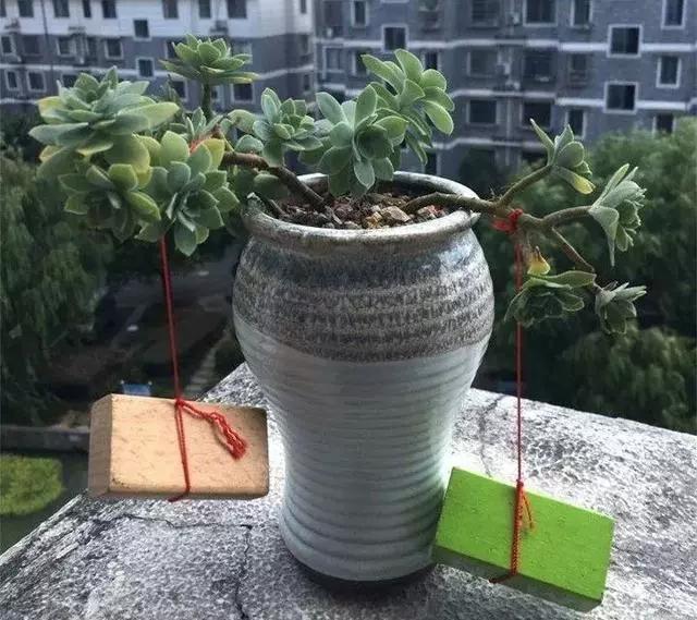 没躲过夏季多肉陡长，学习大神这样做，养成绝美老桩