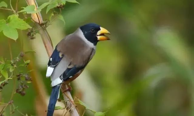常见鸟类黑尾蜡嘴雀,蜡嘴鸟雏鸟几个月后会鸣叫