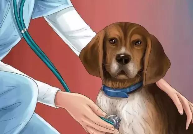 福懋动物医院：狗狗中毒，家长该如何紧急催吐？