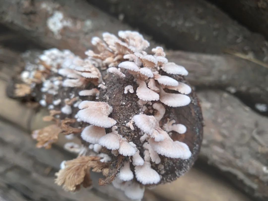 地板砖怎么选择木纹砖,木纹砖与木地板哪一种更好些