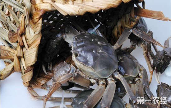 螃蟹一般有哪些病,螃蟹七大常见病