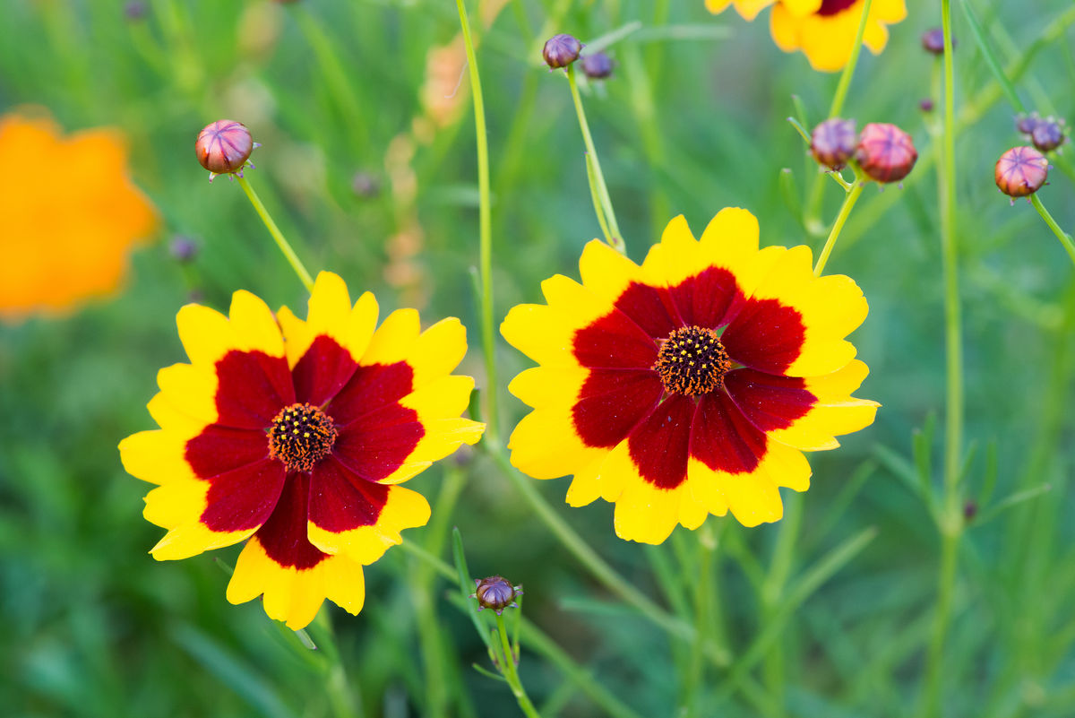 植物世界丨40款人见人爱的爆火花卉居然都是入侵植物，丢弃要犯罪