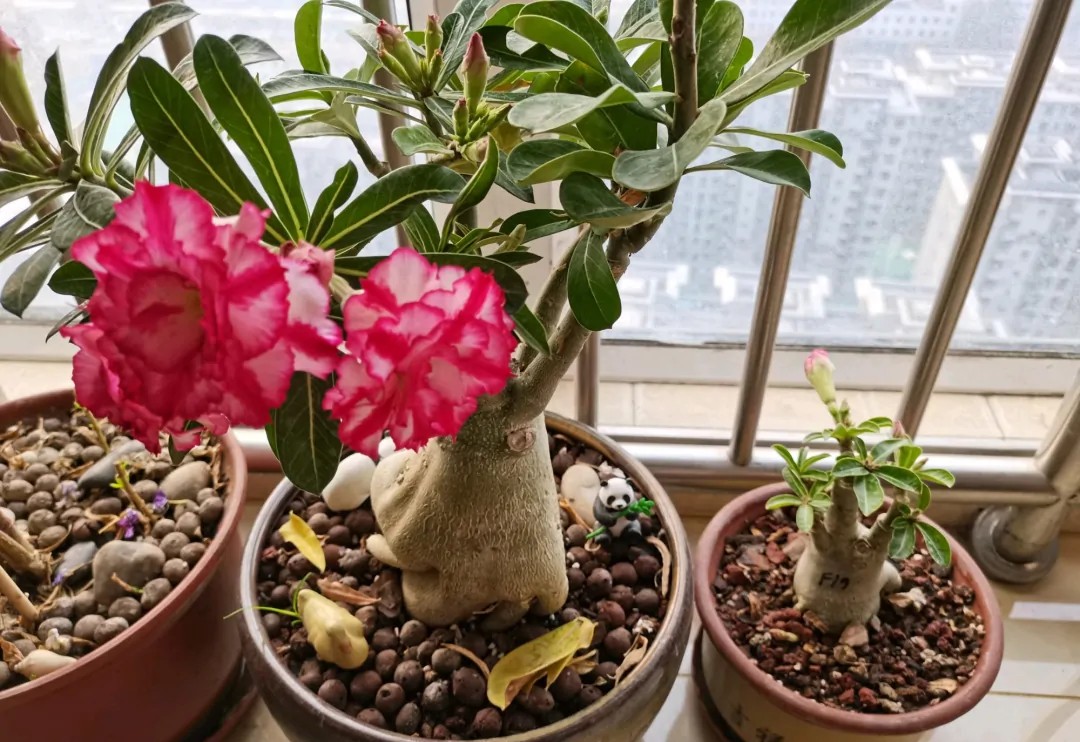 84个沙漠玫瑰品种，收起来慢慢看，待到来年春天选几种喜欢的养