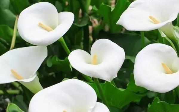 世界各国的国花集锦,英国国花世界各国的国花