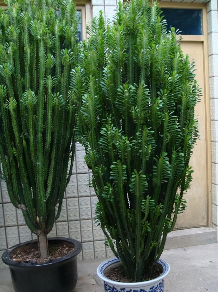 10种“吉利花”,“穷养”才能长大,越挤越壮实,越大越“旺家”