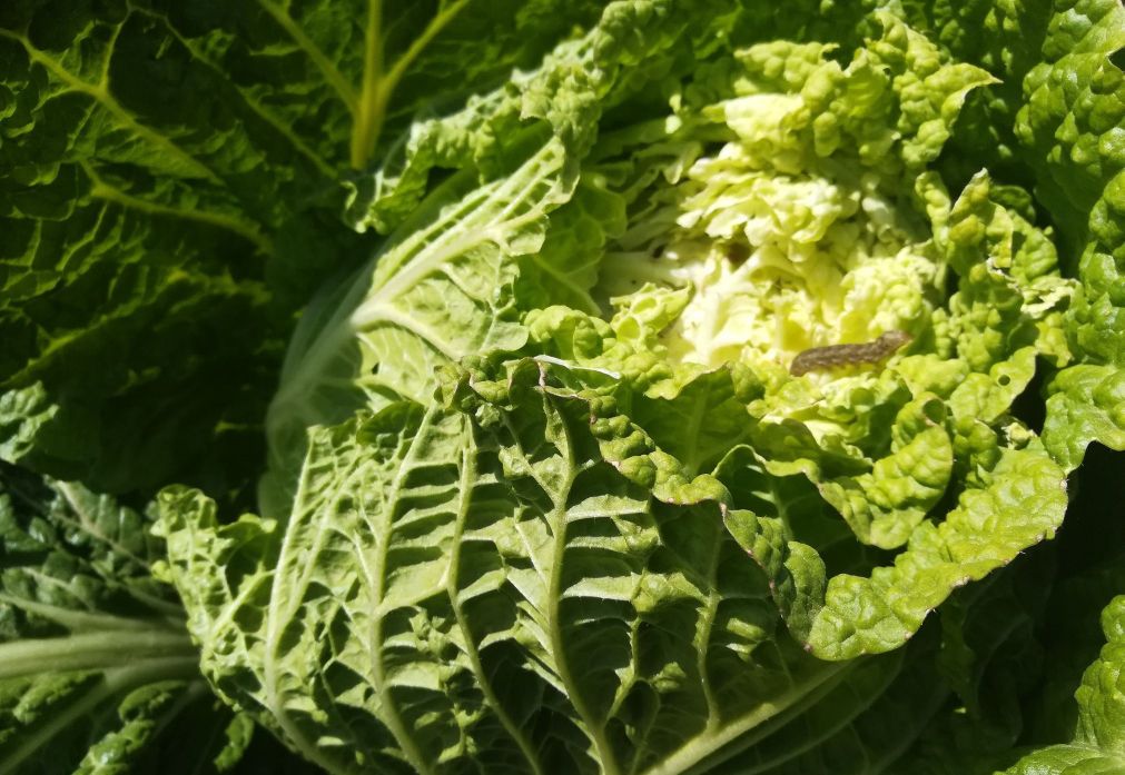 大白菜发生软腐病影响产量，老菜农分享三个方法，轻松防病不复发