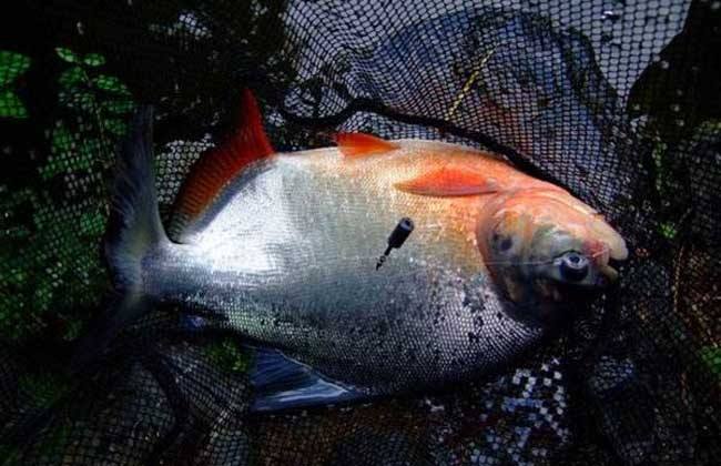 钓红鲳鱼最佳时间,淡水鲳鱼怎么钓淡水红鲳鱼