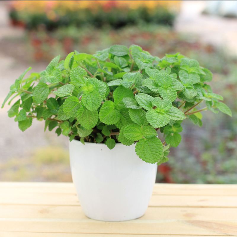 室内最理想绿植“吸毒草”的养殖方法以及注意事项