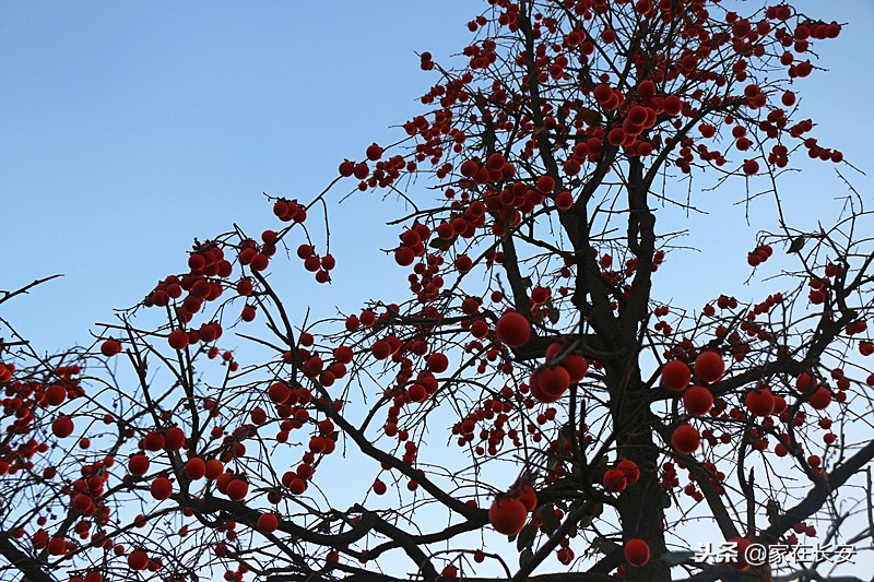 秋天家门口的柿子美景图,秋天的柿子是思乡的柿子
