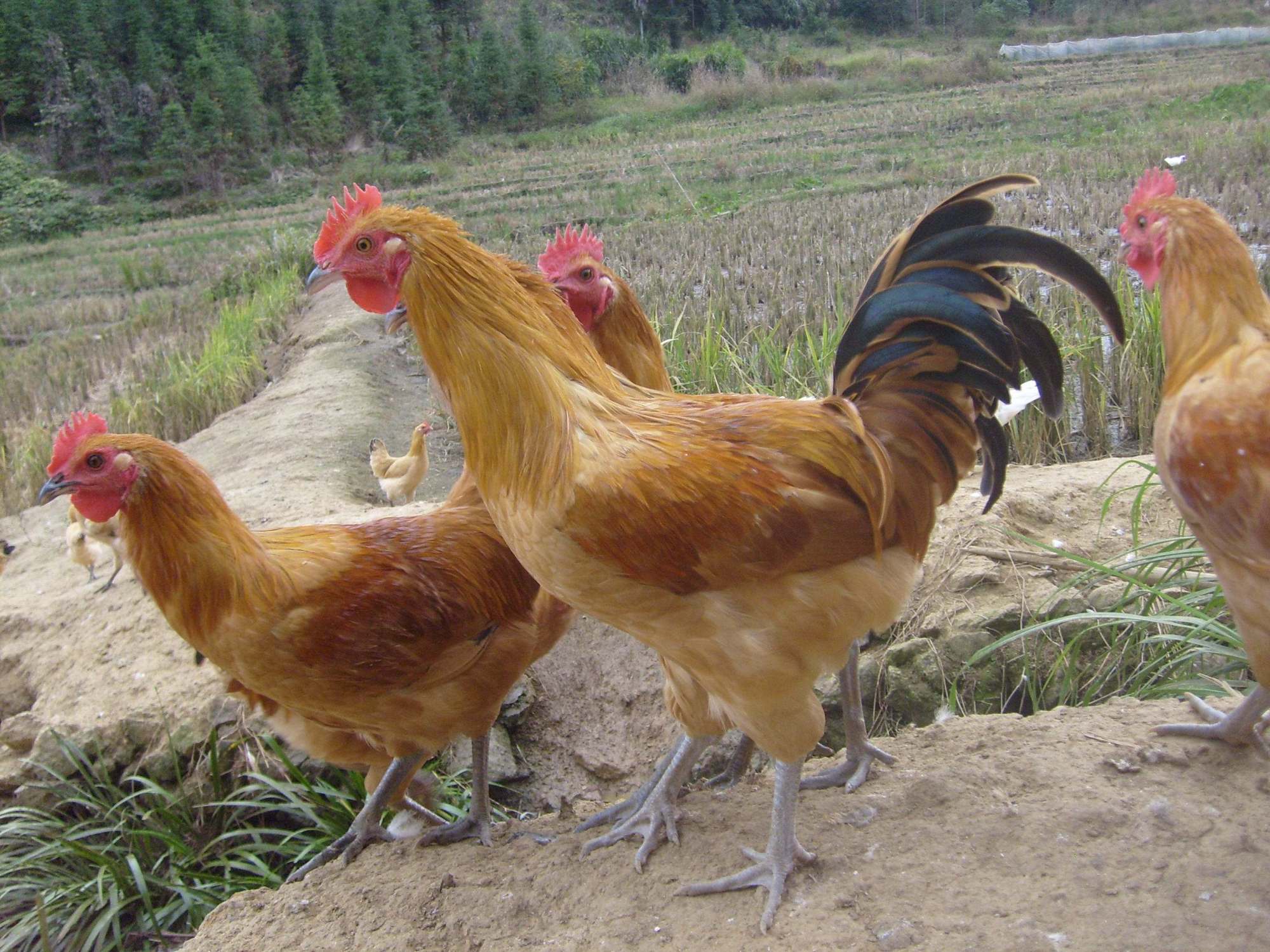 养殖土鸡的销售方法技巧,土鸡销售如何做大